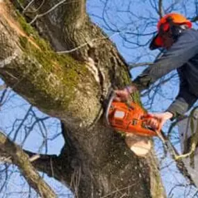 Bild von Countryside Training & Tree Management Ltd