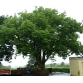 Bild von Tomos Tree Services