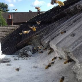 Bild von L Bee Pest Control