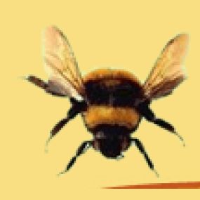 Bild von L Bee Pest Control