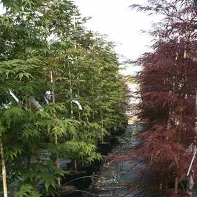 Bild von Acorn M K Nurseries Ltd