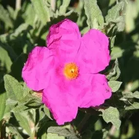 Bild von Acorn M K Nurseries Ltd