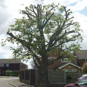 Bild von Gary Rogers Tree Surgery