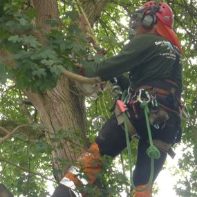 Bild von Gary Rogers Tree Surgery