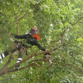 Bild von Gary Rogers Tree Surgery