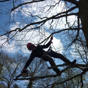 Bild von Gary Rogers Tree Surgery