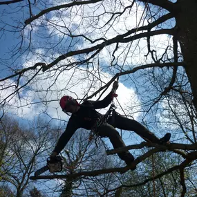 Bild von Gary Rogers Tree Surgery