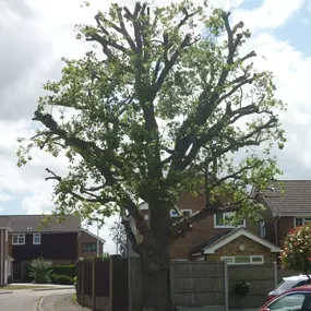 Bild von Gary Rogers Tree Surgery