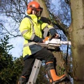 Bild von Central Woodside Tree Services