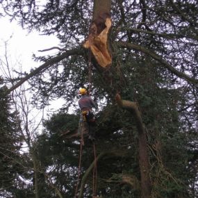 Bild von Arboricare Ltd