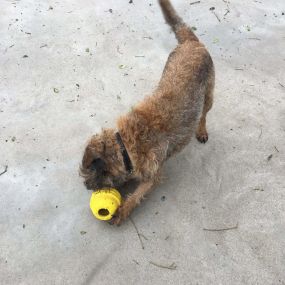 Bild von Crestlands Boarding Kennels & Cattery