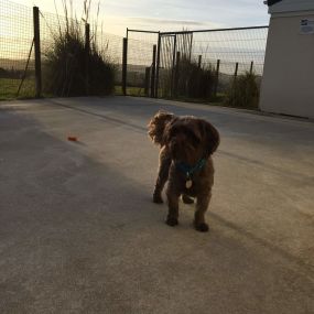 Bild von Crestlands Boarding Kennels & Cattery