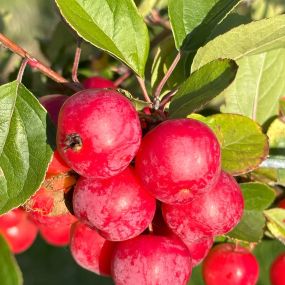 Bild von Lincolnshire Pond Plants Ltd and Lincolnshire Fruit