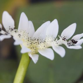 Bild von Lincolnshire Pond Plants Ltd and Lincolnshire Fruit