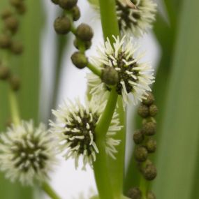 Bild von Lincolnshire Pond Plants Ltd and Lincolnshire Fruit