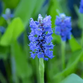 Bild von Lincolnshire Pond Plants Ltd and Lincolnshire Fruit