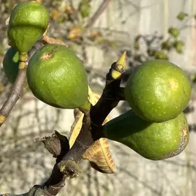 Bild von Lincolnshire Pond Plants Ltd and Lincolnshire Fruit