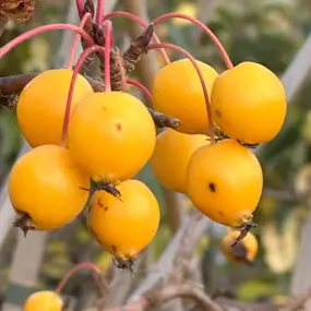 Bild von Lincolnshire Pond Plants Ltd and Lincolnshire Fruit