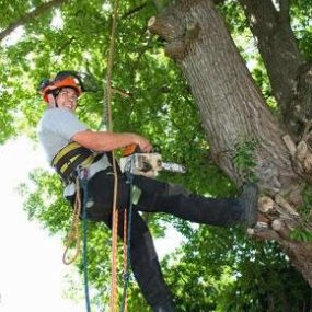 Bild von South Midland Tree Services Ltd