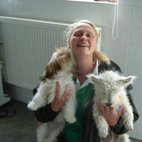 Bild von Amberlea Country Kennels & Cattery