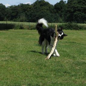 Bild von Elmtree Doggy Day Care Centre