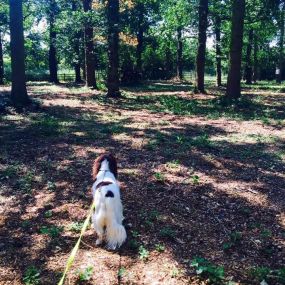 Bild von Elmtree Doggy Day Care Centre