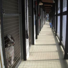 Bild von Greenacres Boarding Kennels