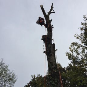 Bild von C & H Tree Surgery