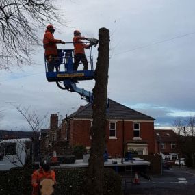 Bild von Lodge Tree Services