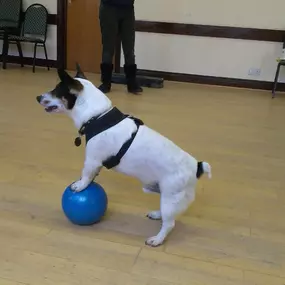 Bild von Have a Good Dog