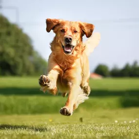 Bild von Have a Good Dog