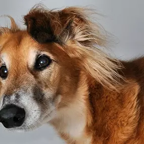 Bild von Have a Good Dog