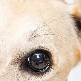 Bild von Have a Good Dog