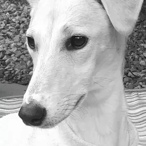 Bild von Have a Good Dog