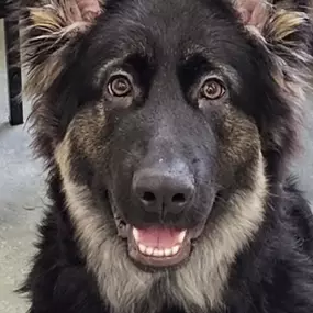 Bild von Have a Good Dog