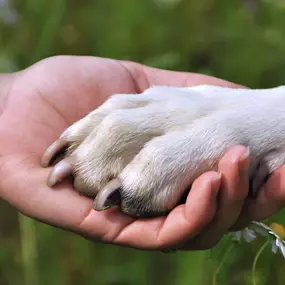 Bild von Have a Good Dog