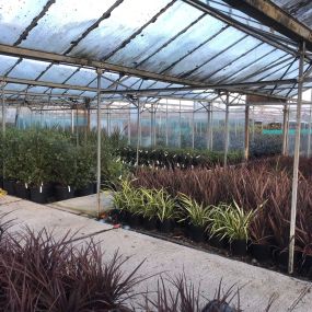 Bild von The Big Green Plant Centre