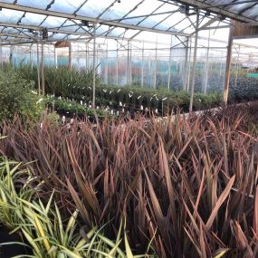 Bild von The Big Green Plant Centre