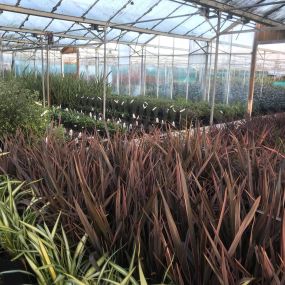 Bild von The Big Green Plant Centre