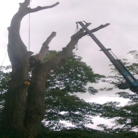 Bild von Acklam Tree Services