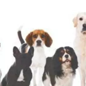 Bild von Abbey Vets