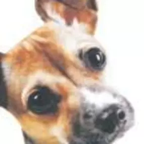 Bild von Abbey Vets