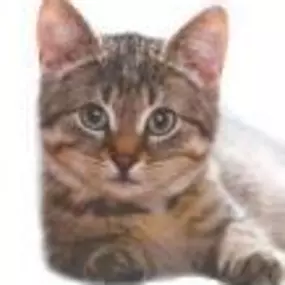 Bild von Abbey Vets