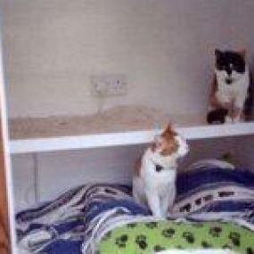 Bild von Kithill Boarding Cattery