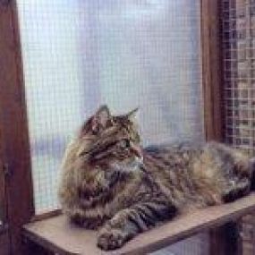 Bild von Kithill Boarding Cattery