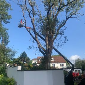 Bild von County Tree Services