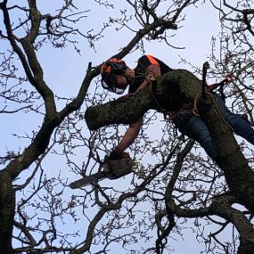 Bild von County Tree Services