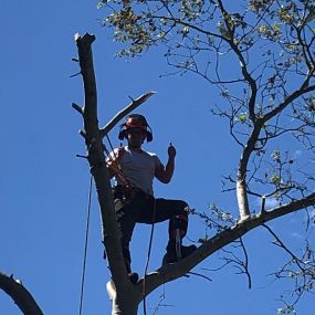 Bild von County Tree Services