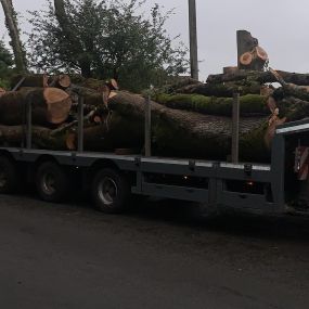 Bild von County Tree Services