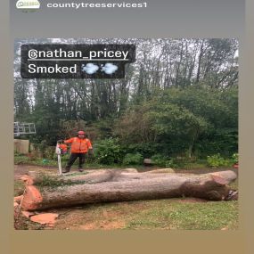 Bild von County Tree Services